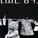 펫 디자인(강아지 옷 만들기) 이미지