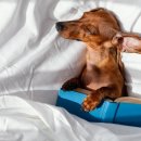 동행동물병원 이미지