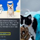 마이리틀퍼피 이미지