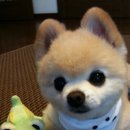 귀여운 강아지 이미지