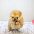 펫타운 네이버블로그