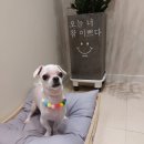 멍쌤 펫 살롱 이미지