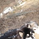 몽이애견 이미지