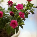 밀레니엄슈퍼 이미지