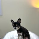 데이즈몽 애견미용샵 이미지