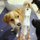 펫 노리터 이미지