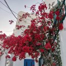 리틀미코노스4 이미지