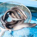 한재골 장어 이미지