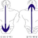 두개천골 운동성(Craniosacral Motion) 이미지