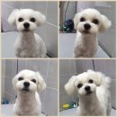 은마로동물병원 이미지