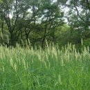 오늘의탄생화-(2월13일) 🌸 갈풀(Canary Grass) 이미지