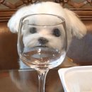 강생이네 이미지