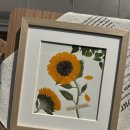 꽃누르미 압화 | 해바라기 부케 말리기, 집에서 하면 왜 갈색으로 변할까? (ft. 압화액자 제작 후기)