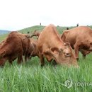 한우인력 연합뉴스