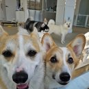 도기야드 이미지