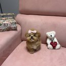 럽댕 강아지분양 이미지