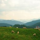 삼양목장 이미지