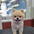 꼬리치랑개 이미지