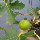 무화과나무 이미지