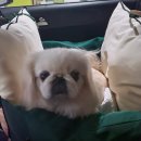 헤이라딘 | [ 헤이라딘 ] 논산 강아지미용 / 계룡 강아지 미용 / 오픈형 미용실 내돈내산 후기