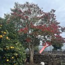 탐라 | 서귀포 칼국수 맛집 추천 현지인도 찾는 탐라칼국수 후기