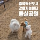연미로 | 충북혁신도시 반려견 놀이터 돌실공원 솔직 후기