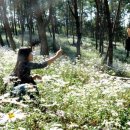 옥정호구절초테마공원 이미지