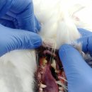 다봄 동물병원 | 김해 강아지 치과병원, 강아지 이빨흔들림으로 갔는데