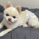 다이소 신대부적점 | 11살 노령견 포메 유선종양 수술후기