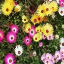 데이지(Daisy, Bellis perennis) 꽃말은 '순수한마음' 이미지