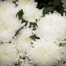 문화꽃화원 이미지