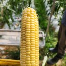 괴산군농업기술센터 이미지