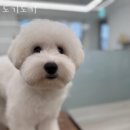 서울 강서구 애견호텔 도기도기 가격 위치 이벤트