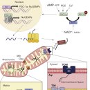 Re:Exercise is mitochondrial medicine for muscle 이미지