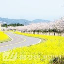 가시리 유채꽃길 이미지