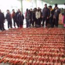 1편, 노래, ‘보리밭, 처럼, 영화,’뽕‘의 <b>옥수수</b>밭 처럼