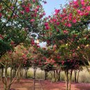 동백꽃식당 이미지