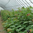 녹색농원 이미지