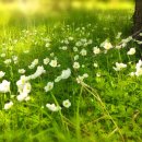 아리랑행정사합동사무소 이미지