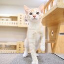 우주냥스타 이미지