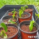 세모사