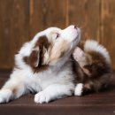 샴푸하는강아지 이미지