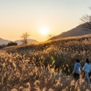 황금물결 이미지