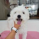 도로롱펫 네이버블로그