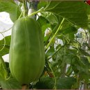 가마니골 이미지