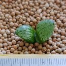 수정-101 이미지