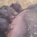 자연축산 이미지