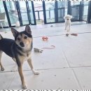 애견멀티샵 이미지