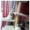 까칠이돼지 이미지