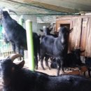 토종흑염소 이미지